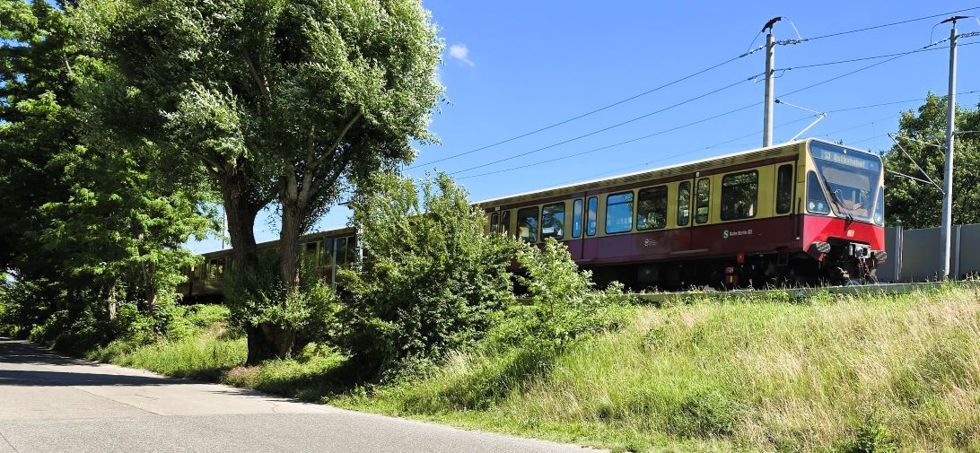 hirschg5.jpg